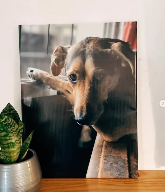 Cuadro mascota personalizado